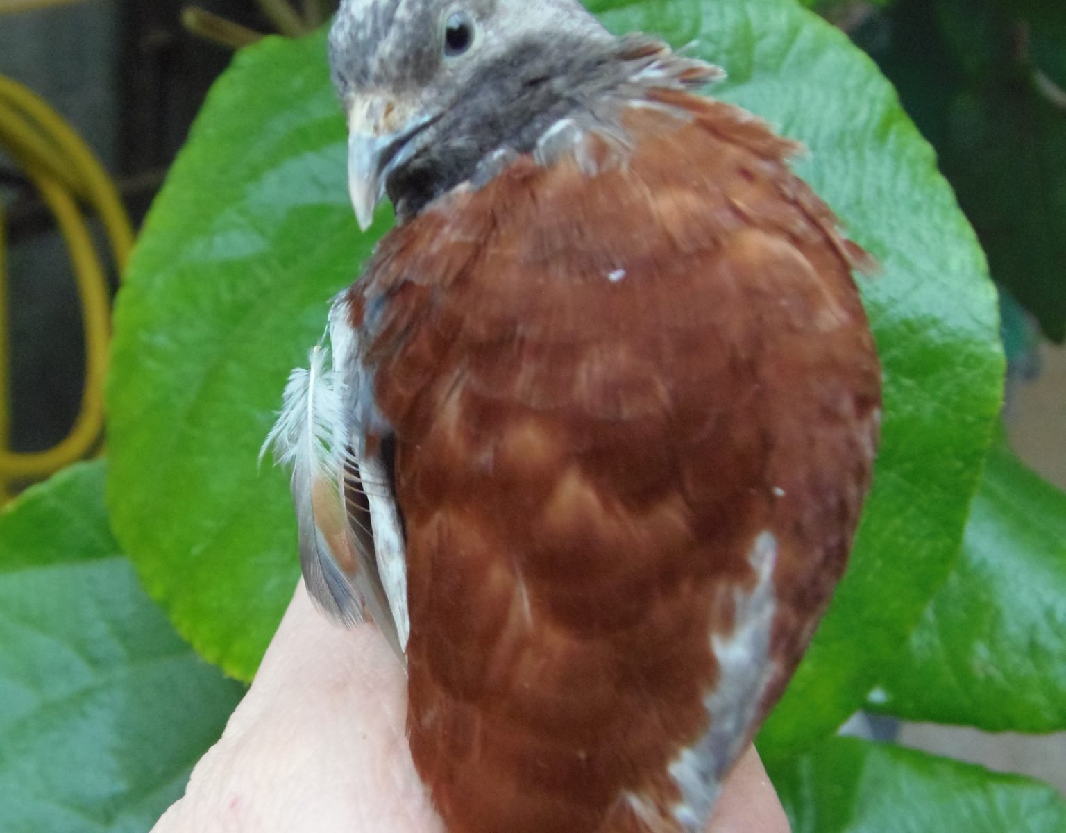 US Red-breasted cinnamon male