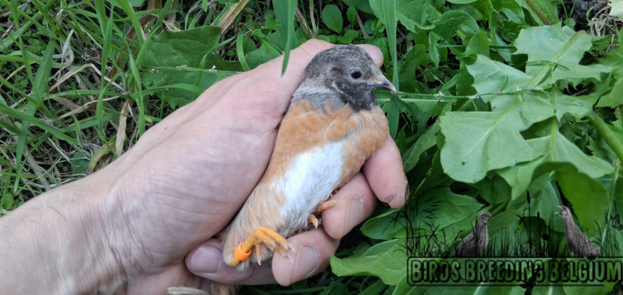 Male US redbreasted fallow