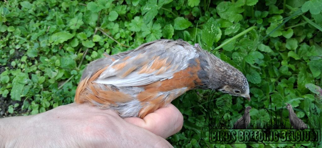 Pearl fallow male, 2026.
