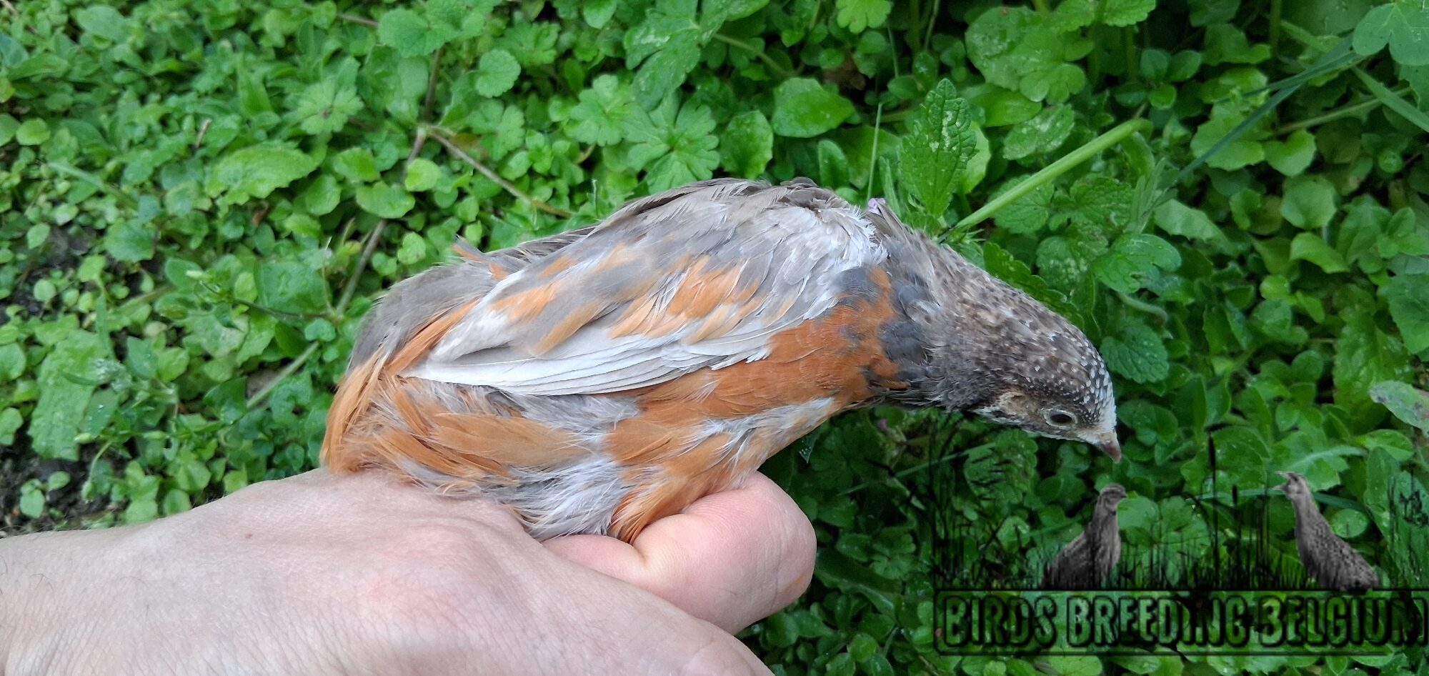 Pearl Fallow male
